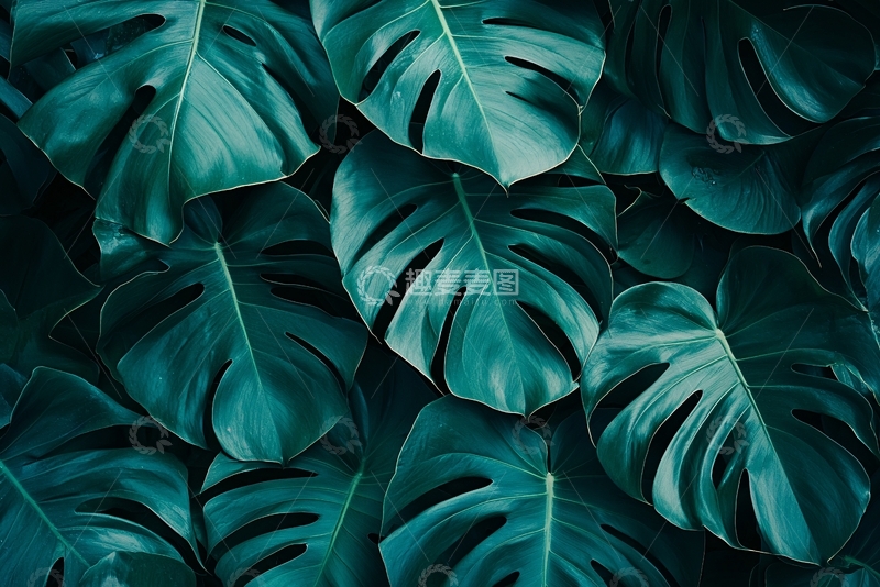 高清大图下载【趣麦麦图】绿色龟背竹叶特写