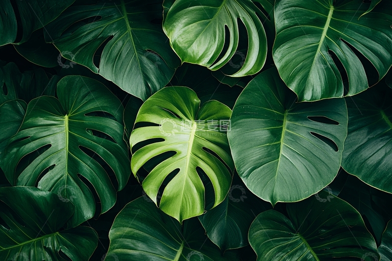 高清大图下载【趣麦麦图】龟背竹叶特写