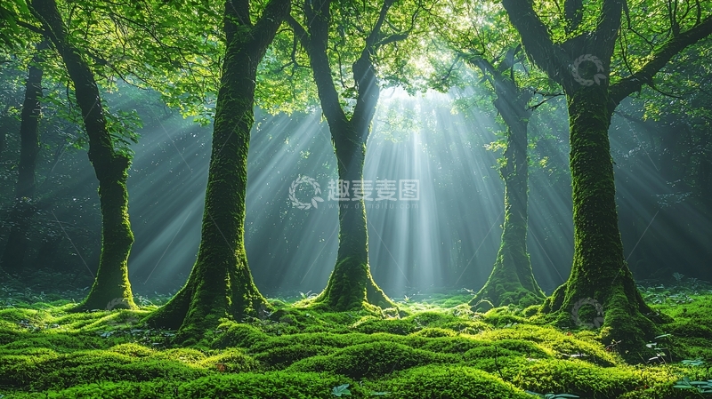 高清大图下载【趣麦麦图】阳光森林