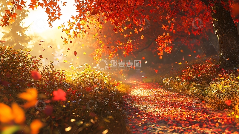 高清大图下载【趣麦麦图】秋日暖阳下的落叶小路