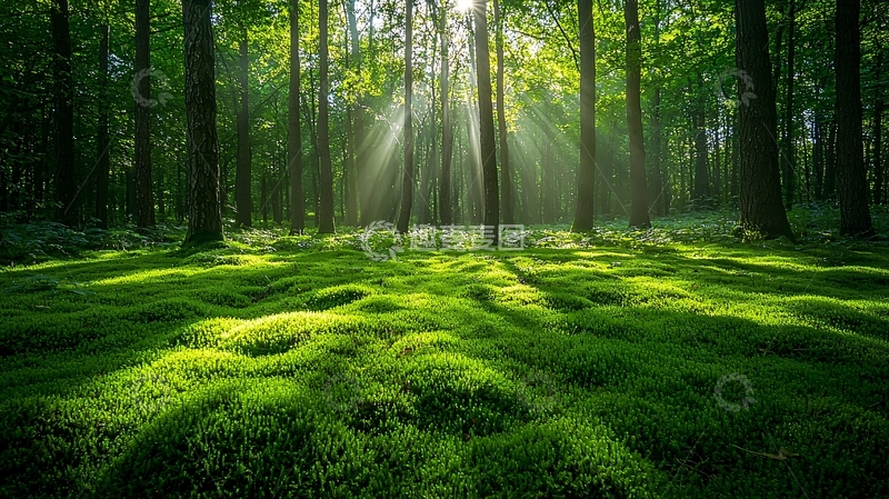 高清大图下载【趣麦麦图】阳光森林