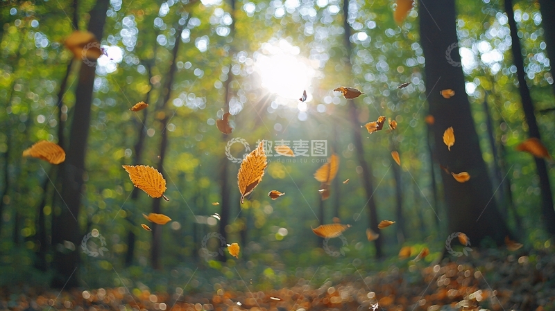 高清大图下载【趣麦麦图】阳光透过树林