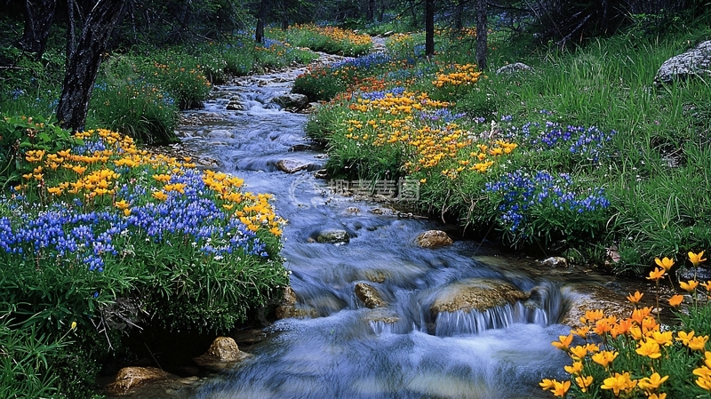 高清大图下载【趣麦麦图】溪流边盛开的野花