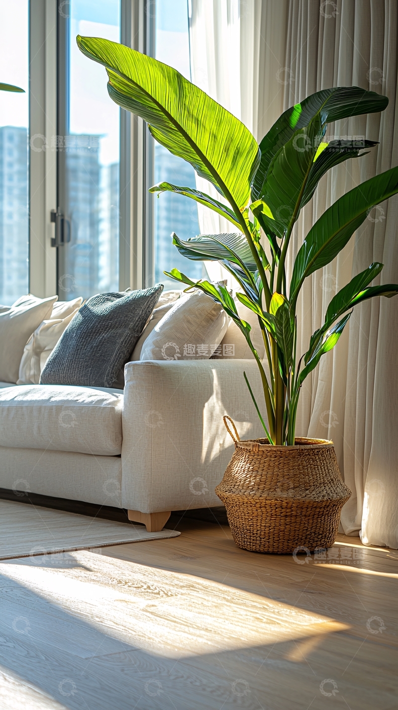 高清大图下载【趣麦麦图】阳光洒进客厅的绿植