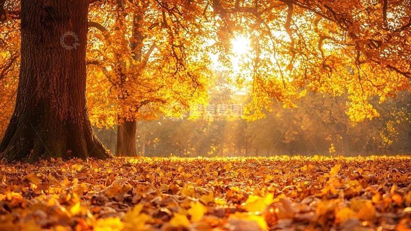 高清大图下载【趣麦麦图】秋日阳光下的落叶树林