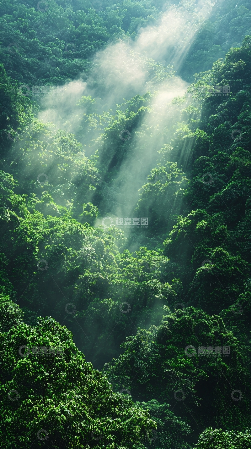 高清大图下载【趣麦麦图】阳光透过树林