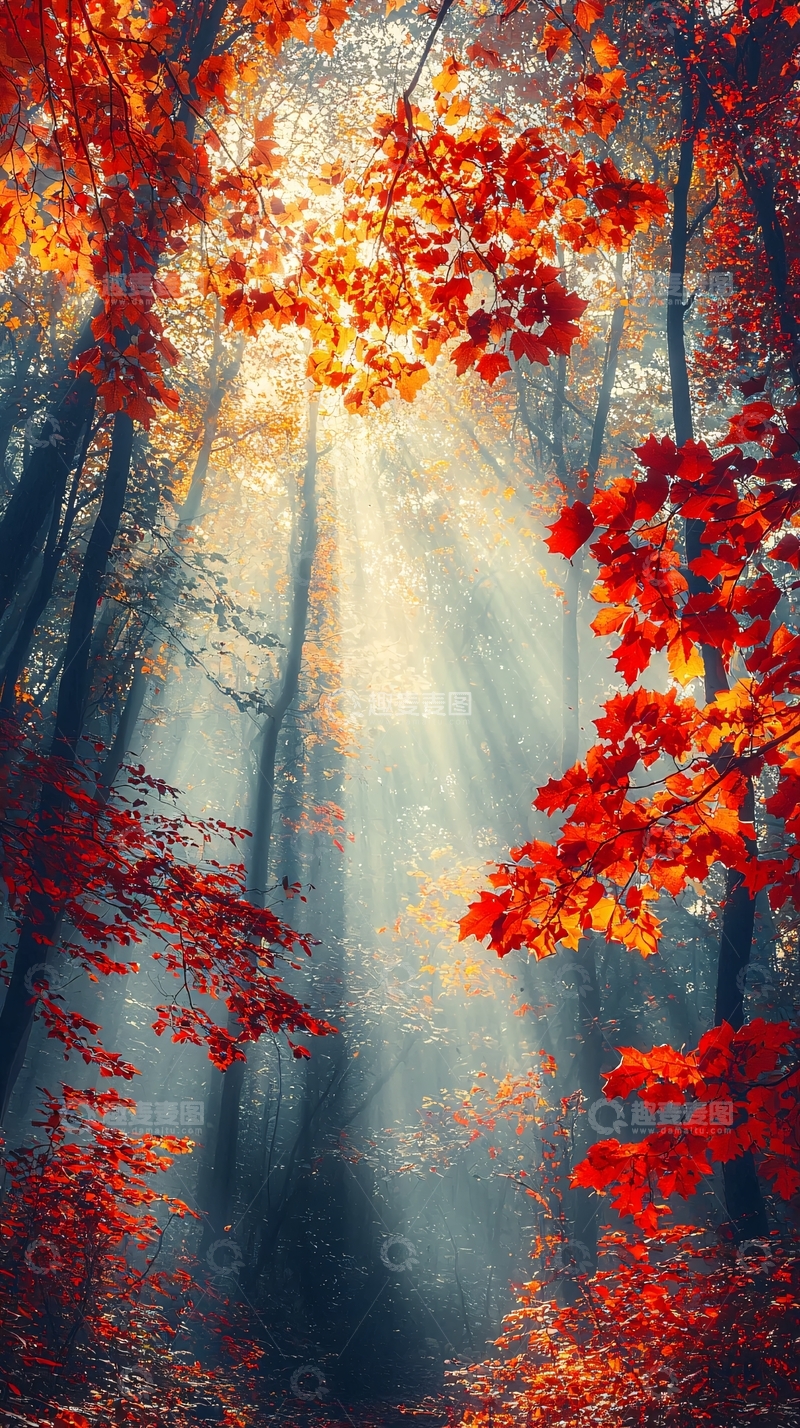 高清大图下载【趣麦麦图】秋日森林光线穿透