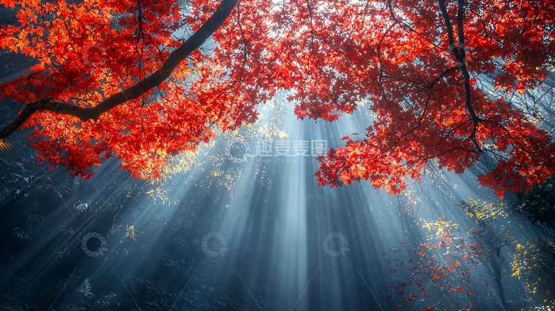 高清大图下载【趣麦麦图】红叶森林光线透过树叶