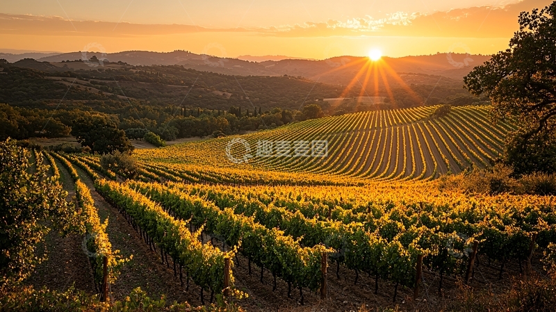 高清大图下载【趣麦麦图】夕阳下的葡萄园