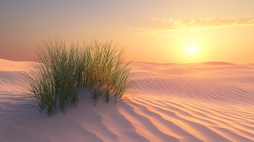 沙丘上的草在日落时分