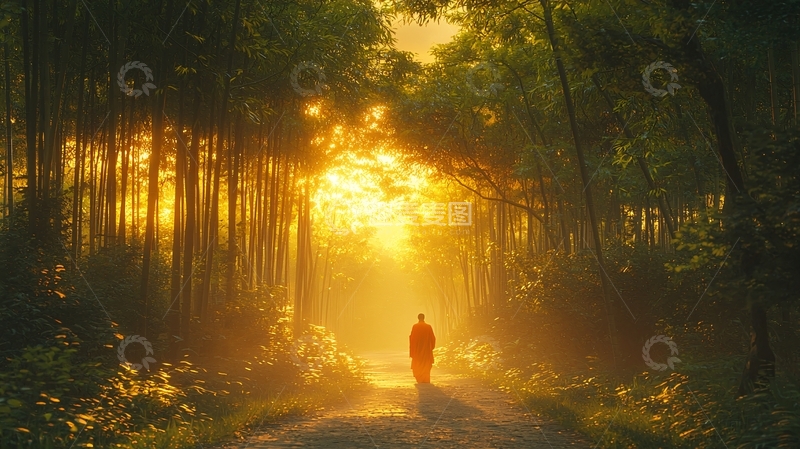 清晨阳光森林小路