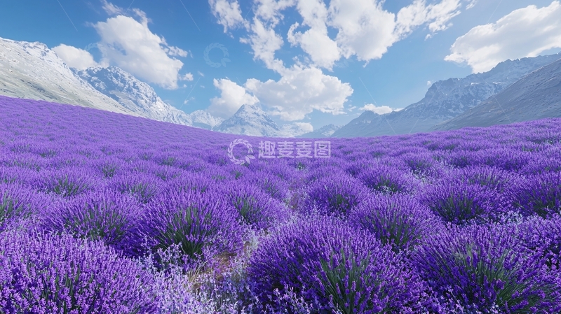 高清大图下载【趣麦麦图】薰衣草花田