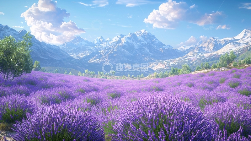 高清大图下载【趣麦麦图】薰衣草田
