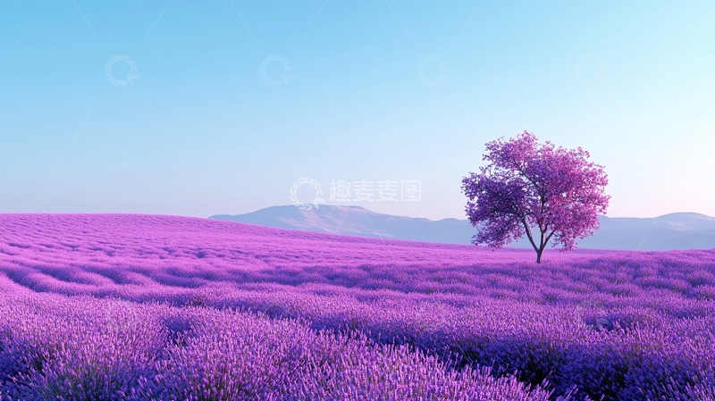 高清大图下载【趣麦麦图】薰衣草田单株树风景
