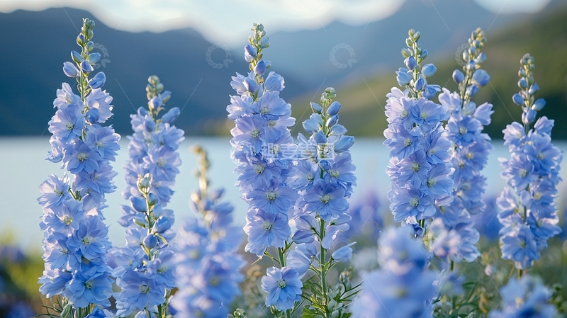蓝紫色花朵湖边景色