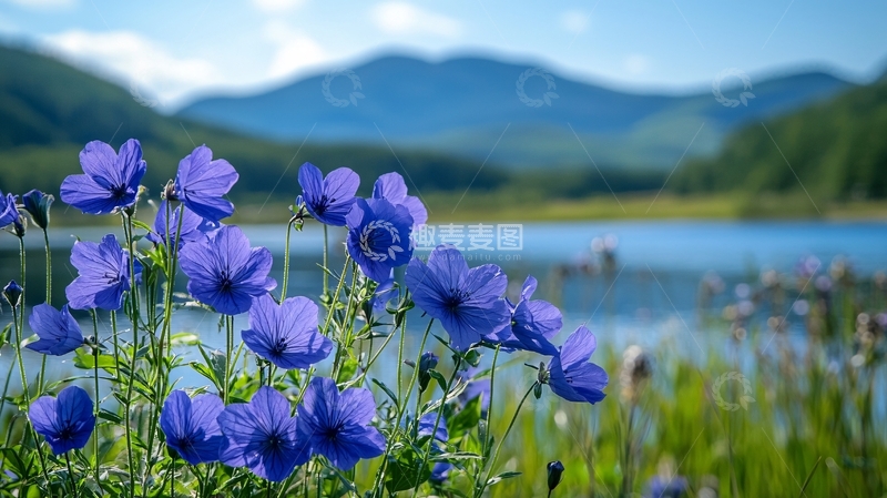 高清大图下载【趣麦麦图】蓝花