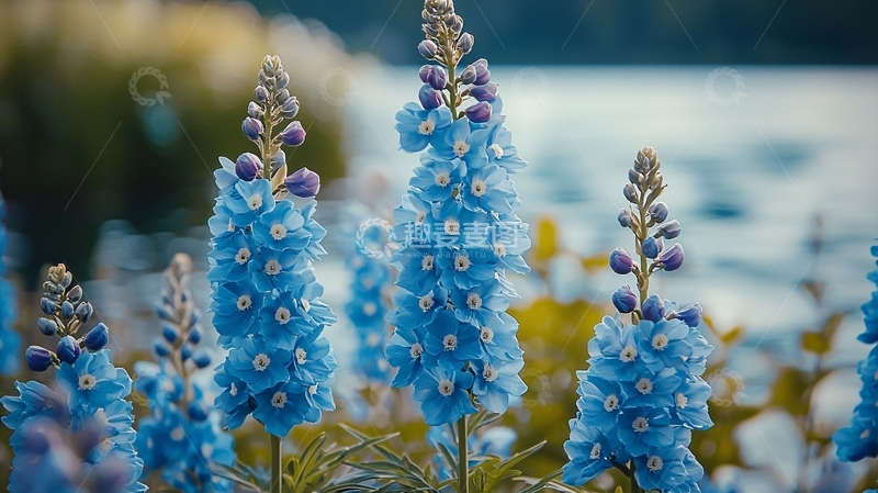 蓝紫色花朵特写