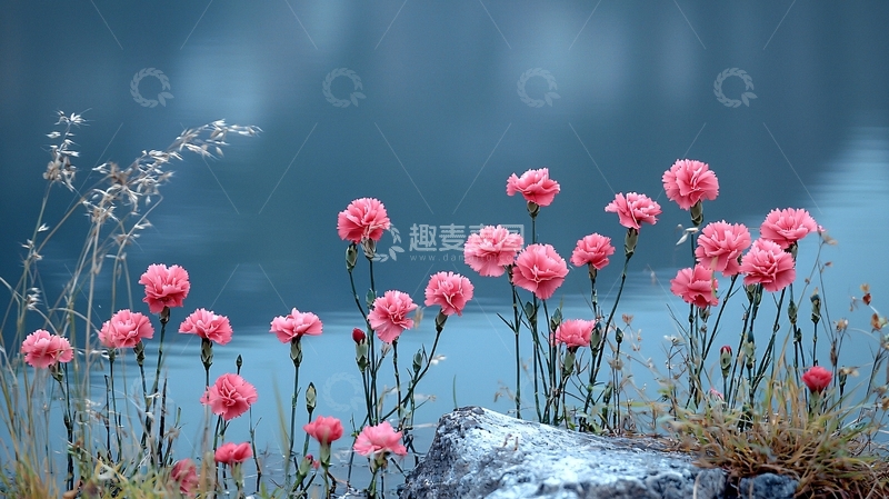 高清大图下载【趣麦麦图】粉红康乃馨湖边盛开