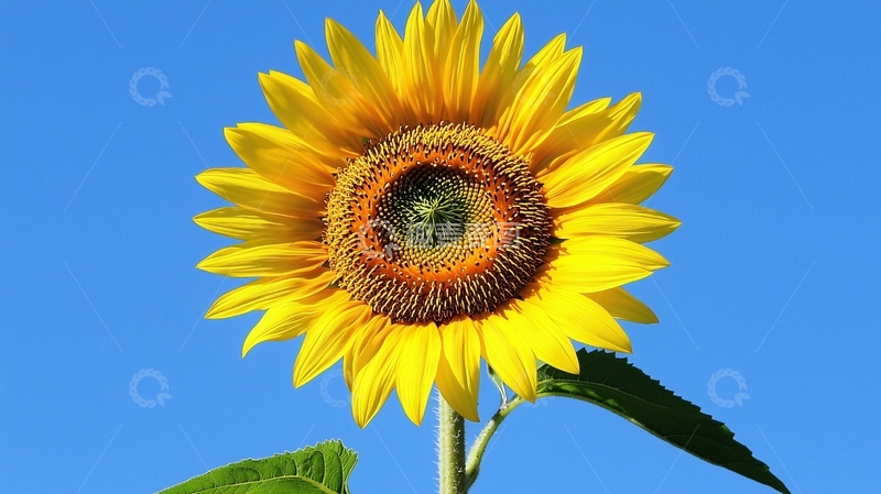 高清大图下载【趣麦麦图】向日葵 8