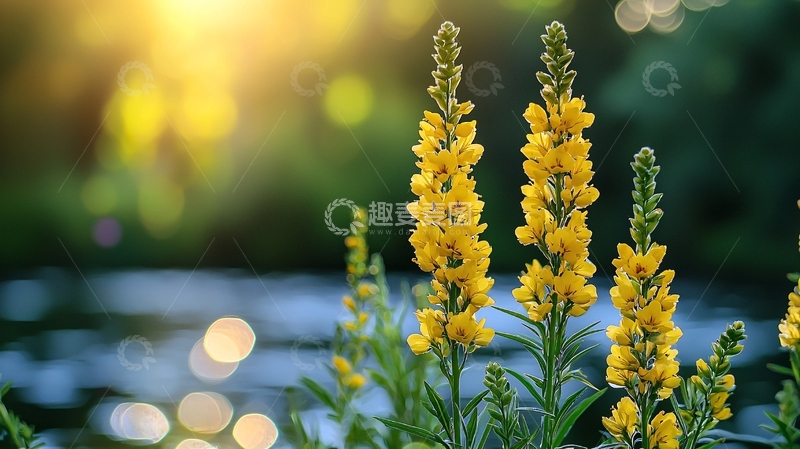 高清大图下载【趣麦麦图】阳光下金黄花朵