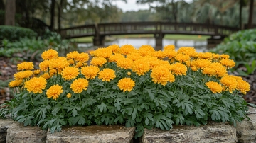 金黄色的万寿菊花丛