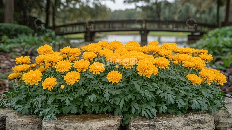 高清大图下载【趣麦麦图】金黄色的万寿菊花丛