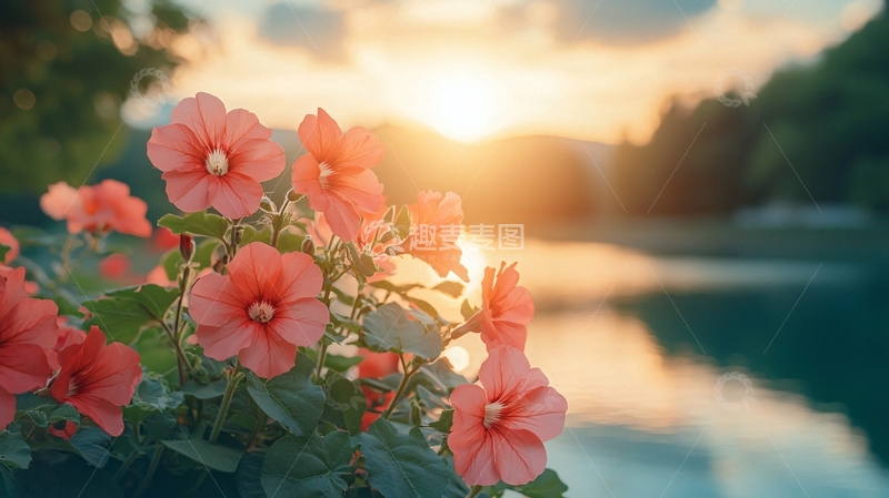 高清大图下载【趣麦麦图】夕阳下盛开的粉色花朵