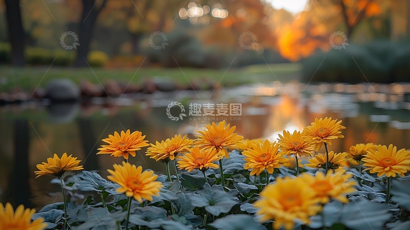 高清大图下载【趣麦麦图】秋日公园小溪边盛开的黄花