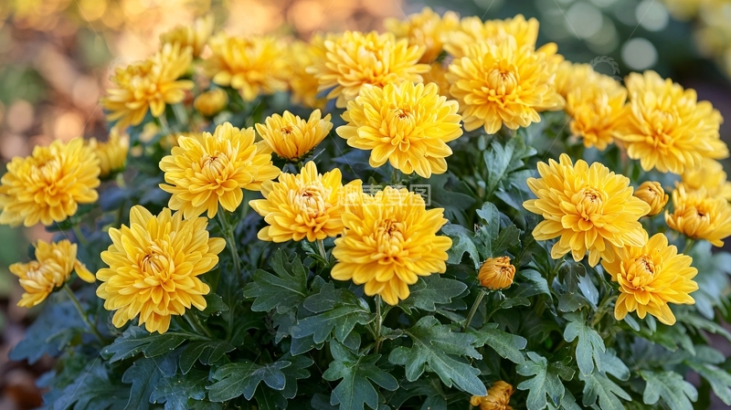 高清大图下载【趣麦麦图】-黄色的菊花
