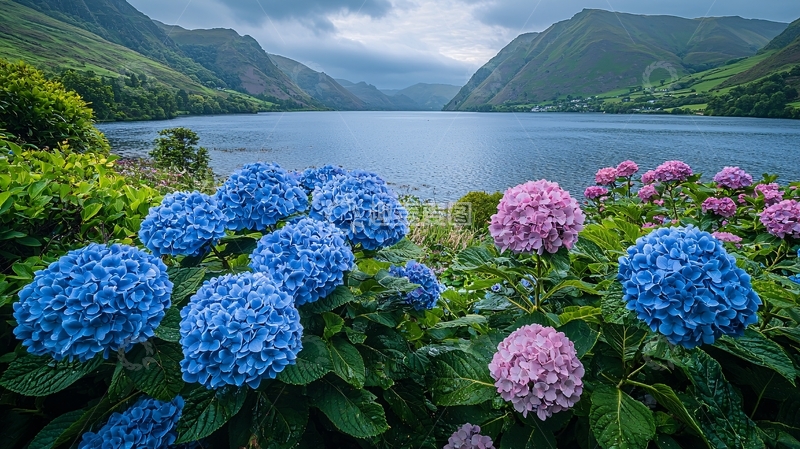 高清大图下载【趣麦麦图】湖边盛开的绣球花