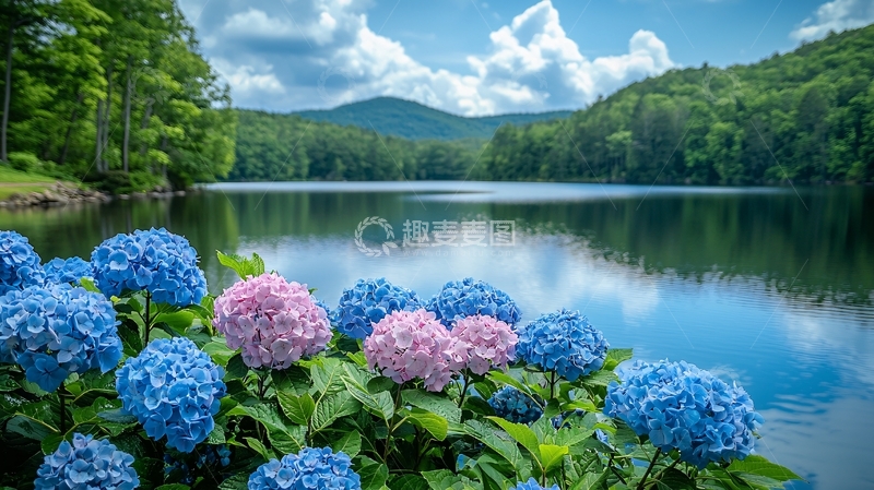 高清大图下载【趣麦麦图】湖边绣球花风景