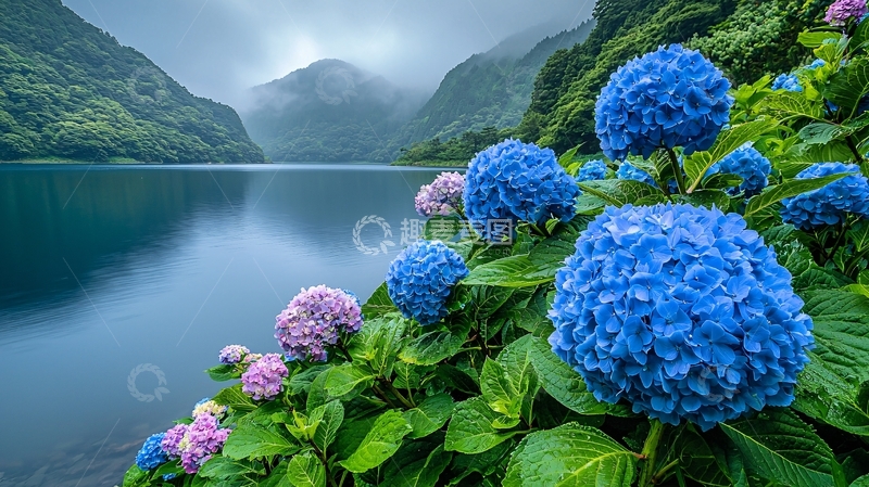 高清大图下载【趣麦麦图】蓝紫绣球花湖边景色