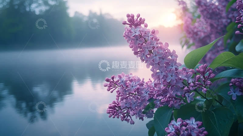 高清大图下载【趣麦麦图】清晨雾气紫丁香