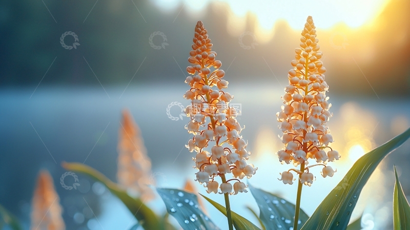 高清大图下载【趣麦麦图】清晨湖边盛开的铃兰