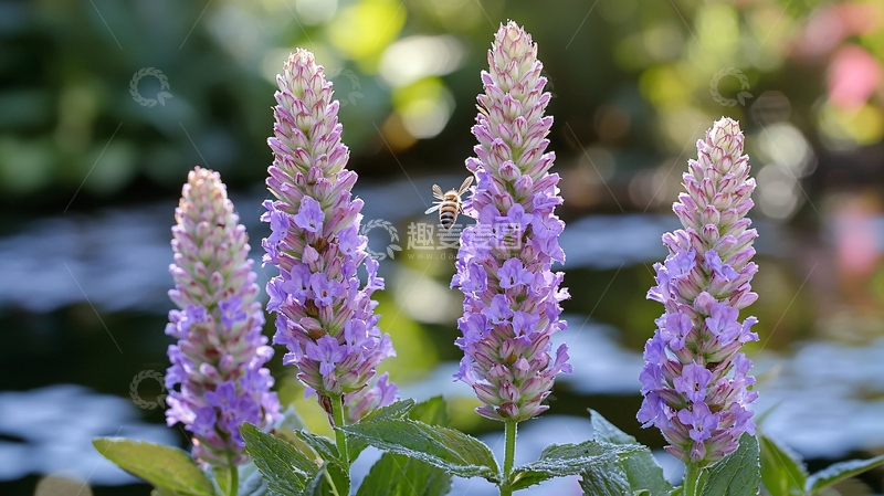 高清大图下载【趣麦麦图】紫色穗状花序植物