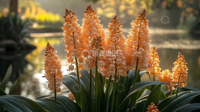 高清大图下载【趣麦麦图】晨光中绽放的淡橙色花束