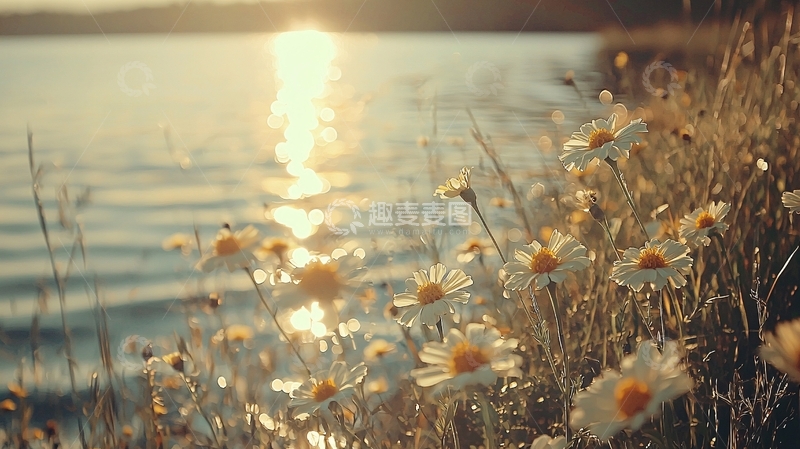 高清大图下载【趣麦麦图】夕阳下海边雏菊花海