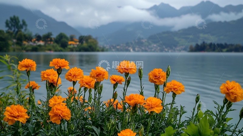 山间湖泊旁的橙色花朵