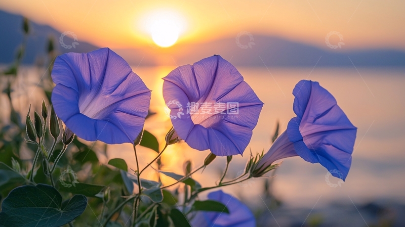 高清大图下载【趣麦麦图】日出时分的三朵牵牛花