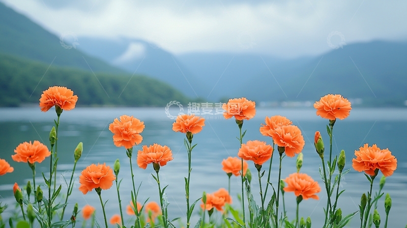 高清大图下载【趣麦麦图】橙色康乃馨