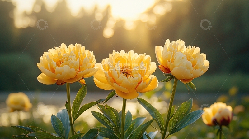 高清大图下载【趣麦麦图】阳光下的黄色牡丹