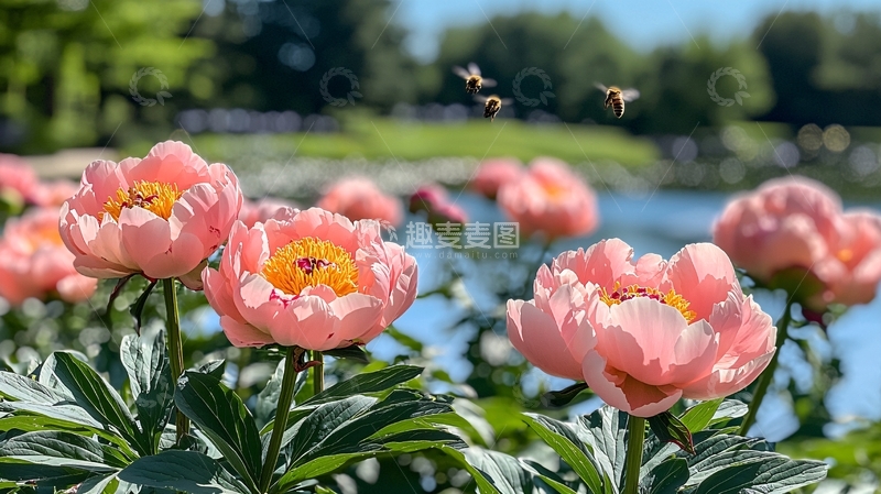 高清大图下载【趣麦麦图】粉嫩牡丹花盛开