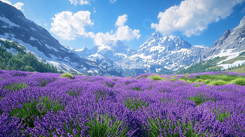 高清大图下载【趣麦麦图】薰衣草花田雪山风景