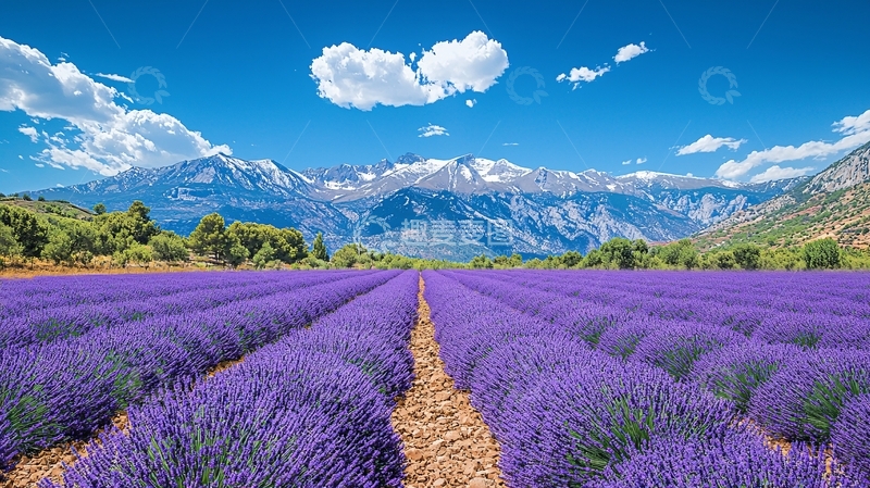 高清大图下载【趣麦麦图】薰衣草田园雪山风景