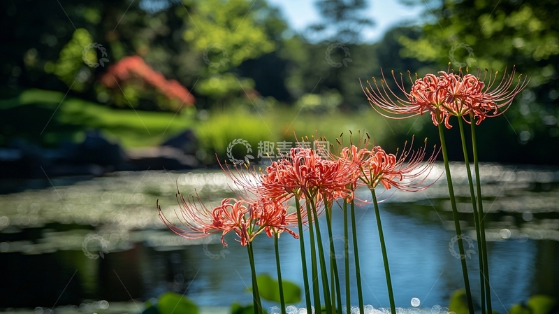 高清大图下载【趣麦麦图】红花石蒜池塘边
