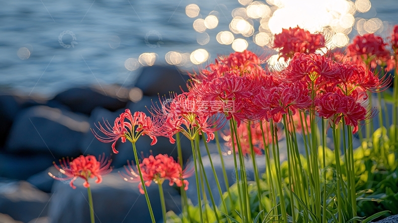 高清大图下载【趣麦麦图】红花石蒜海边日落