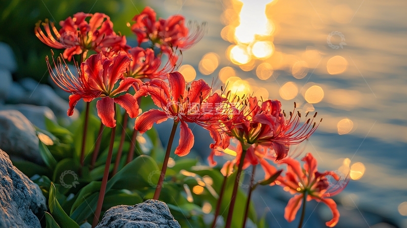 高清大图下载【趣麦麦图】夕阳下海边红色的花
