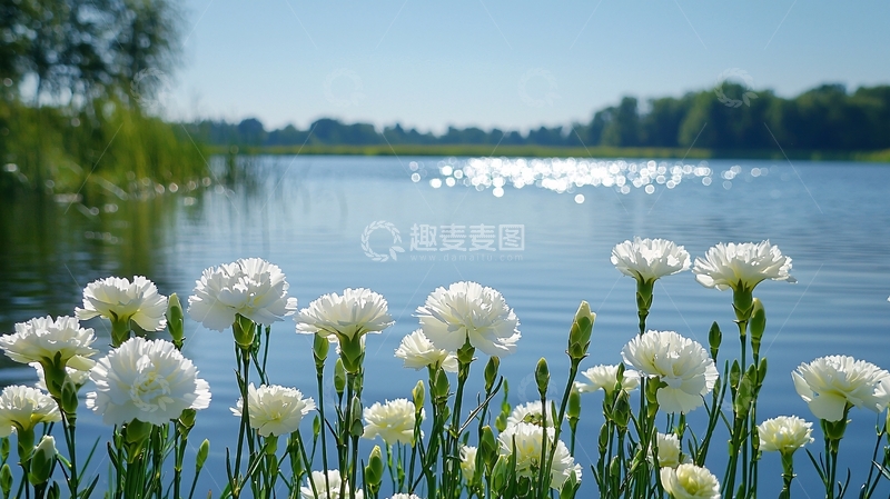 高清大图下载【趣麦麦图】湖边盛开的白色康乃馨