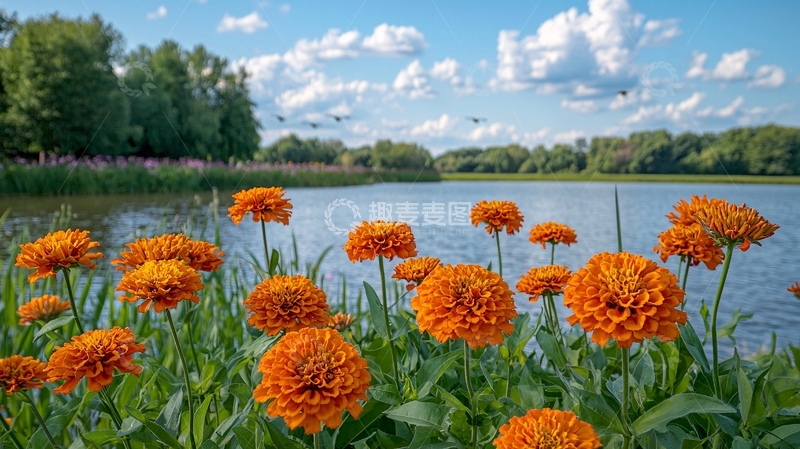 高清大图下载【趣麦麦图】阳光明媚下的湖边橙色花朵