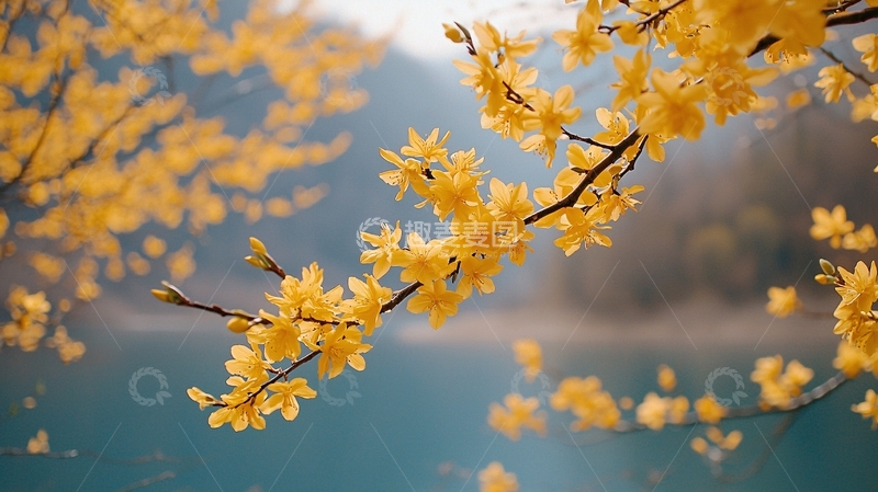 高清大图下载【趣麦麦图】黄花盛开在湖边